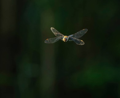 Blue-green mosaic maiden (Aeshna cyanea) flying, Lower Saxony, Germany