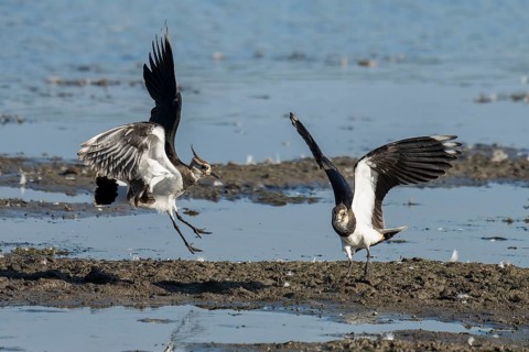 Lapwing (Vanellus vanellus), two lapwings attack each other in flight in the shallow water zone of