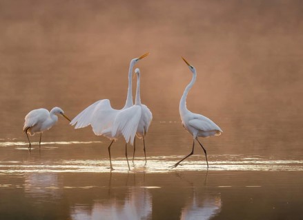 Great egrets (Ardea alba) stand in the warm orange morning light in the shallow water zone of a