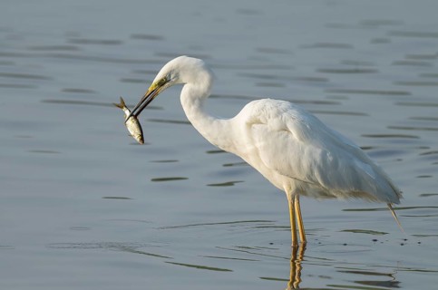 Great egret (Ardea alba) stands in the shallow water zone of a wetland with a fish in its beak,