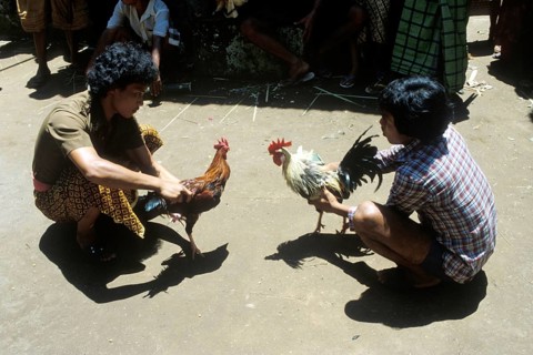 The roosters have sharp blades tied to their feet, ritual cockfighting, entertainment, gambling,