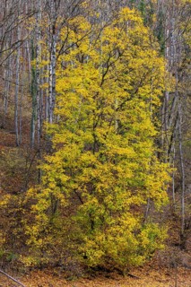 Ahron tree (Acer) in herb color, horse chestnut family (Hippocastanoideae), autumn, Donntal,