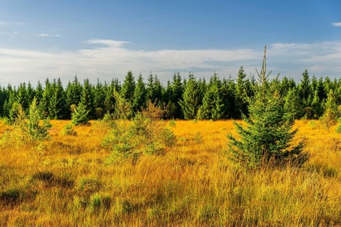 Barren landscapeof raised bog, National park of High Venn-Eifel, Wallonia, East Belgium