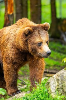 Eurasian brown bear (Ursus arctos arctos) in a forest, Austria