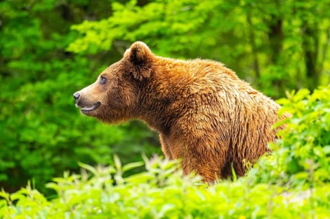 Eurasian brown bear (Ursus arctos arctos) in a forest, Austria