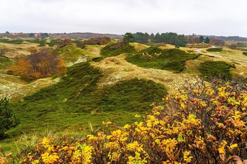 Dune sheep of Ostplate, in the east of the East Frisian island of Spiekeroog, autumn, brown dunes,