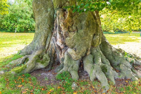 Tree trunk and roots of an old beech tree in Muskauer Park, UNESCO World Heritage, Bad Muskau,