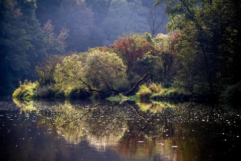 Autumn landscape, trees reflected in water, Thaya River, Thaya Valley National Park, Lower Austria,