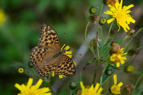 Imperial mantle or silver line (Argynnis paphia) on yellow dandelion flowers, Sweden