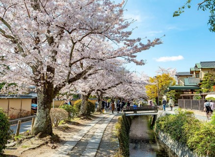 Footpath along a canal, cherry blossoms in spring, Philosopher's Path or Tetsugaku no michi, Kyoto,