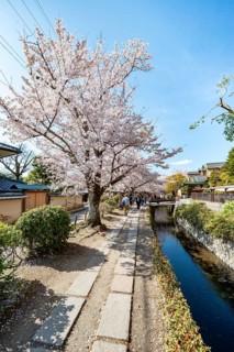 Footpath along a canal, cherry blossoms in spring, Philosopher's Path or Tetsugaku no michi, Kyoto,