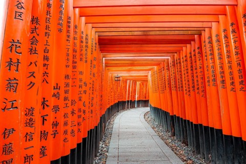 Walk through hundreds of red traditional torii gates, Fushimi Inari Taisha, Shinto Shrine, Fushimi