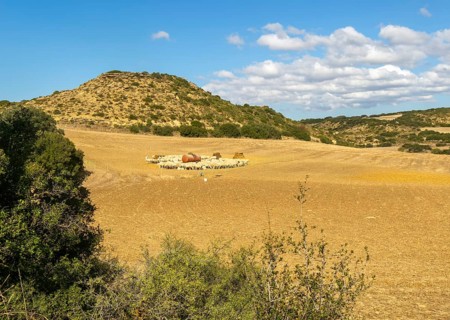 Farming landscape with sheep, Los Bañales, Layana, Zaragoza proviene, Aragon, Spain