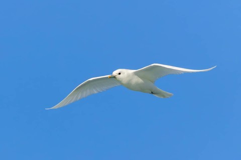 Ivory gull (Pagophila eburnea, Larus eburneus) flying against blue sky along the coast of Svalbard,