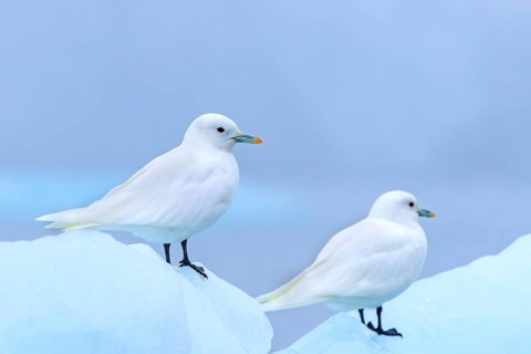 Two ivory gulls (Pagophila eburnea, Larus eburneus) resting on ice floe along the coast of