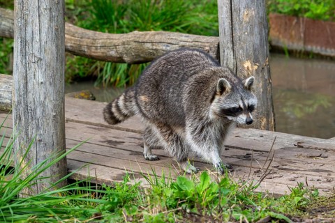 Common raccoon, North American racoon (Procyon lotor) walking over wooden footbridge, invasive