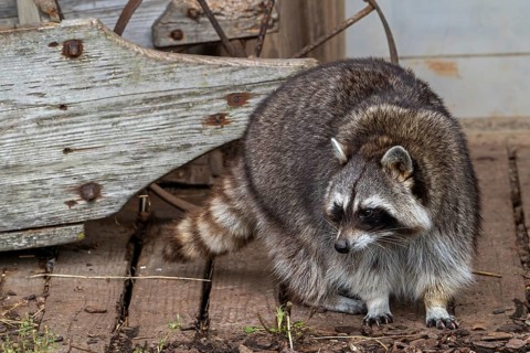 Common raccoon, North American racoon (Procyon lotor) in front of wooden shed, invasive species