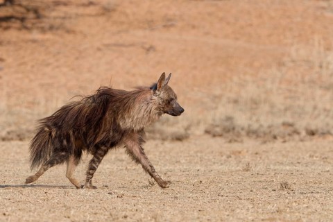 Brown hyena (Parahyaena brunnea), adult walking in dry grassland, Kgalagadi Transfrontier Park,