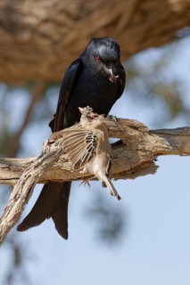 Fork-tailed drongo (Dicrurus adsimilis), adult, sitting on a branch, eating, a sociable weaver