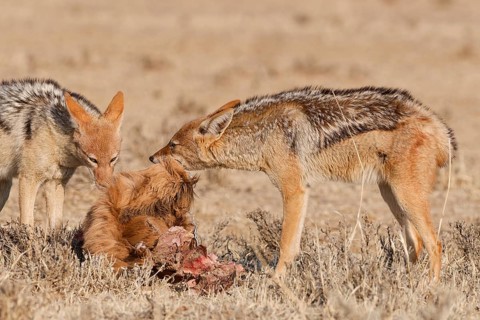 Black-backed jackals (Lupulella mesomelas), two adults, feeding on skin and carcass of a common
