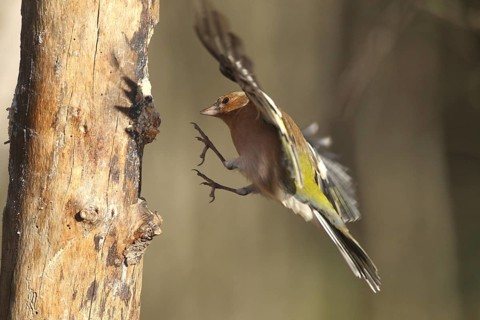 Chaffinch (Fringilla coelebs) male in flight, approach to forage wood, winter feeding, Allgäu,