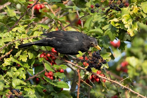 Eurasian blackbird (Turdus merula) adult male bird feeding on a blackberry in a hedgerow in the