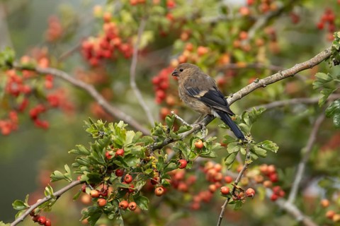 Eurasian bullfinch (Pyrrhula pyrrhula) juvenile bird in a hawthorn hedgerow with red berries in