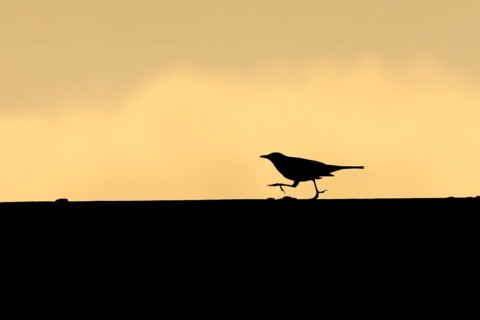 Eurasian blackbird (Turdus merula) silhouette of an adult bird running along an urban house roof at