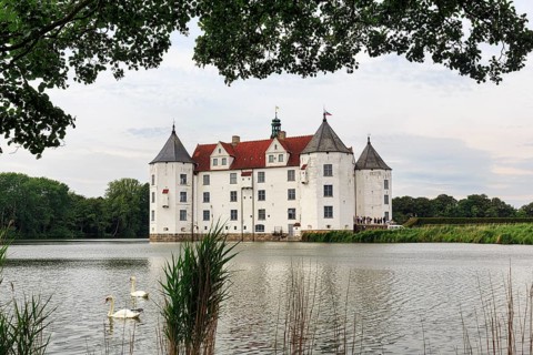 Hocker swan (Cygnus olor) in front of Glücksburg Castle, residential castle, moated castle with