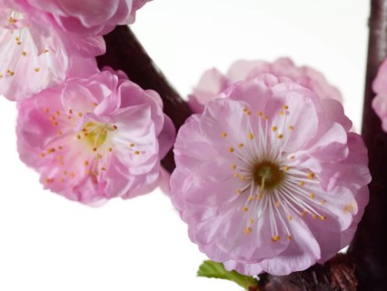 Almond branch with flowers (Prunus triloba) against white background