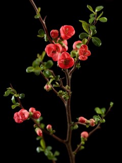 Quince branch with flowers (Cydonia oblonga) against black background