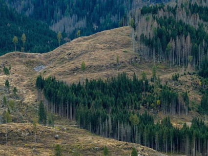 Logging, clearing, clearcut, timber industry, logging, mountain landscape, aerial view, autumn,