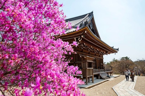 Kannondo of Ninna-ji Temple, purple blooming bush in spring, Buddhist temple complex, Kyoto, Japan
