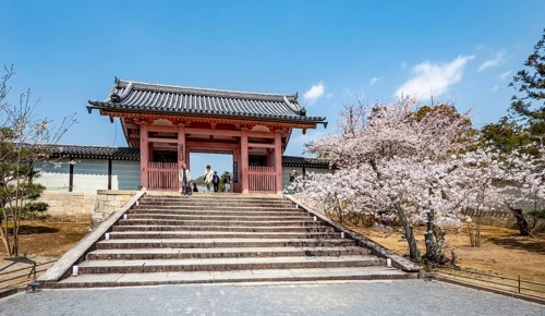Path with blossoming cherry tree, Chumon Gate of Ninna-ji Temple, Buddhist temple complex, Kyoto,