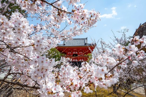 Cherry blossoms and red Shoro bell tower, Ninna-ji temple in spring, Buddhist temple complex,