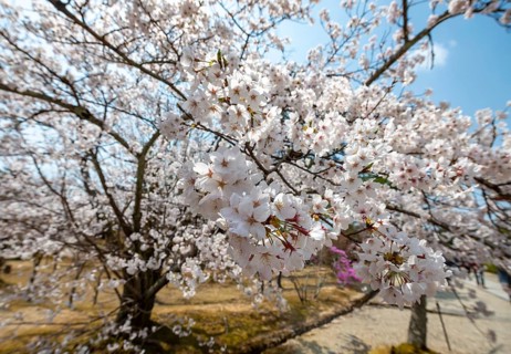 Blossoms, Blooming Cherry Trees, Ninna-ji Temple, Buddhist Temple Complex, Kyoto, Japan
