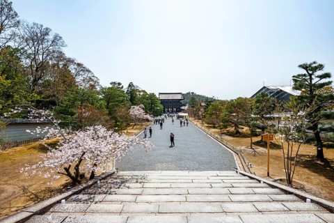 Wide path with blooming cherry trees, Niomon Gate of Ninna-ji Temple in the back, Buddhist temple