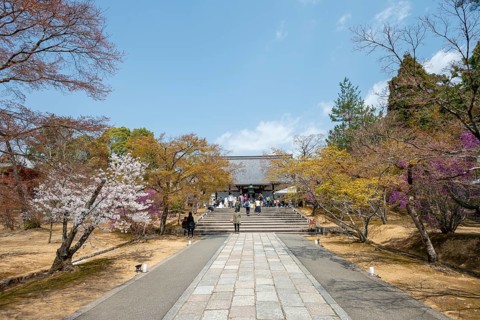 Path lined with blooming trees in spring, Kondo main hall of Ninna-ji Temple, Buddhist temple