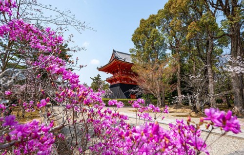 Purple blooming tree in spring with Shoro bell tower, Ninna-ji Temple, Buddhist temple complex,