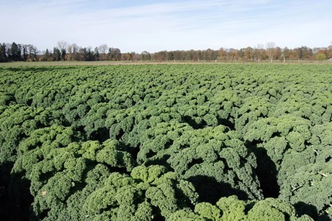 Kale (Brassica oleracea var. sabellica), cultivation, field, food, autumn, Germany