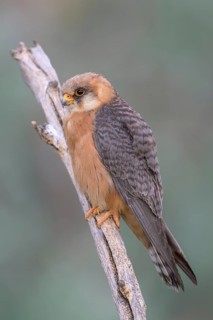 Red-footed falcon (Falco vespertinus), adult female sitting, Kiskunság National Park, Hungary