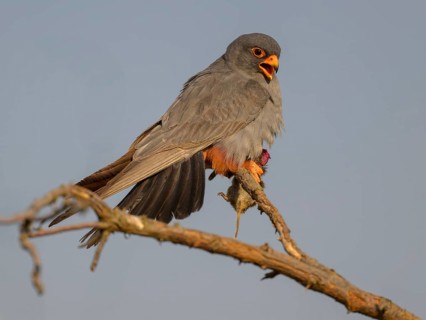 Red-footed falcon (Falco vespertinus), adult male sitting with a captured mouse, Kiskunság National