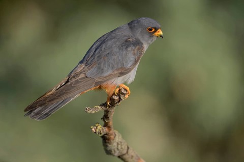 Red-footed falcon (Falco vespertinus), subadulte male sitting, Kiskunság National Park, Hungary
