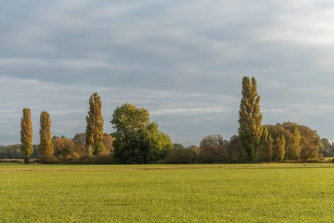 The serene landscape features golden poplars and green trees surrounded by fields. The mild autumn
