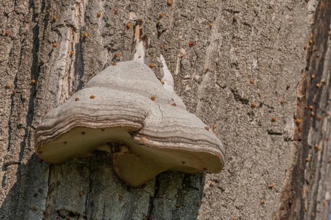 Mushroom grows on the bark of an old tree in a green forest. The sun shines through the leaves and