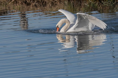 Swan swims casually on a pond at sunrise in winter. Bas rhin, Alsace, Grand Est, France