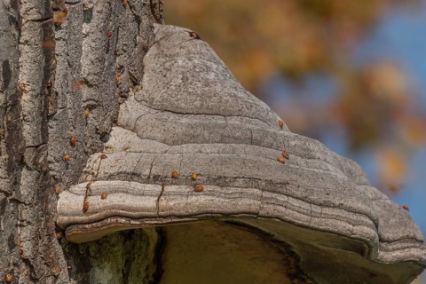 Mushroom grows on the bark of an old tree in a green forest. The sun shines through the leaves and