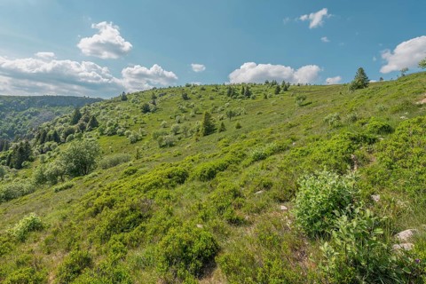 A green hill appears under a blue sky strewn with clouds. Nature is lush, with scattered shrubs and