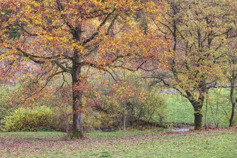 Two trees with strong autumn leaves in a natural environment, Siegen
