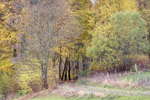 Trail leads through an autumnal forest with bright leaves, Siegen